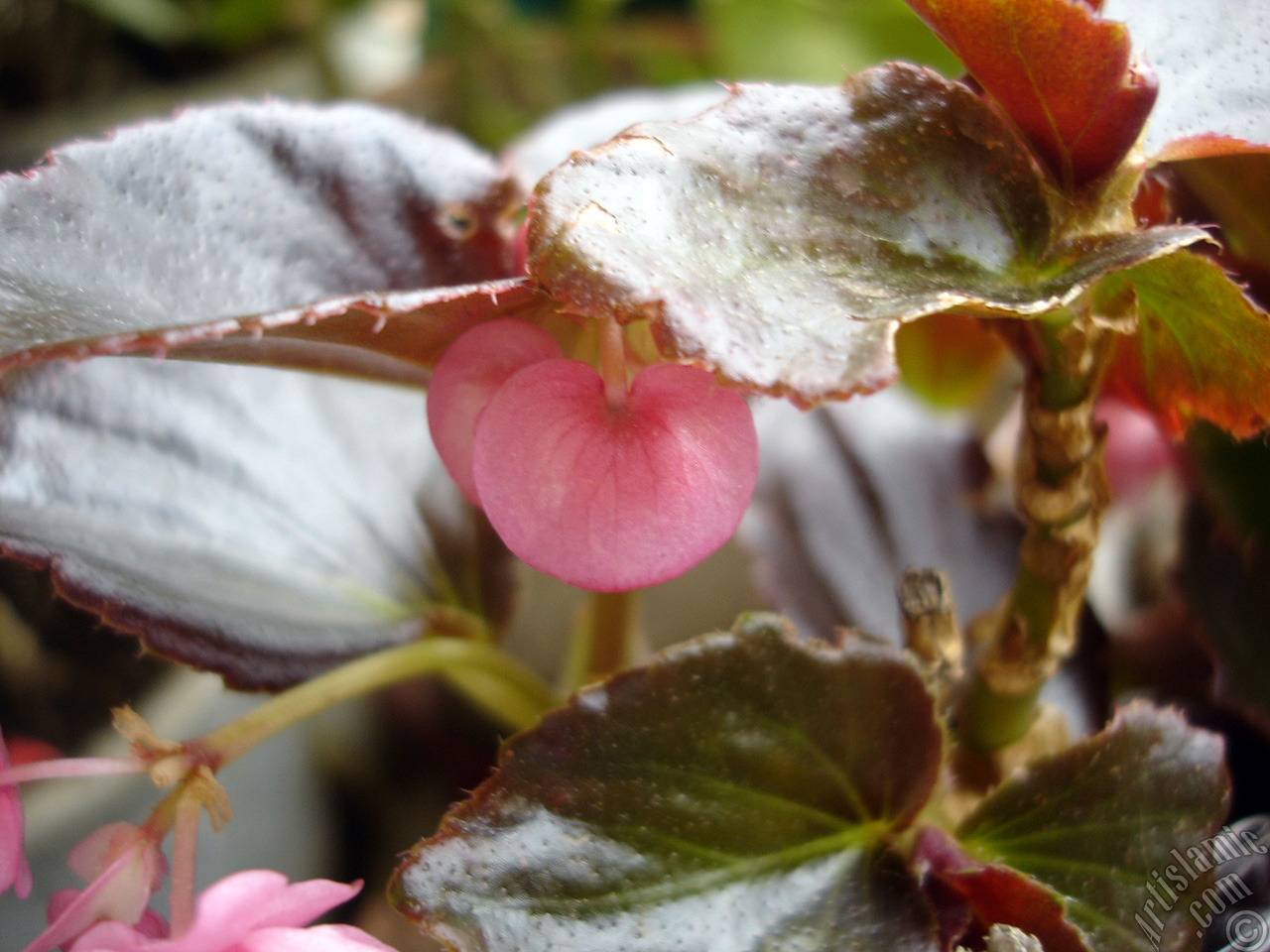 Wax Begonia -Bedding Begonia- with pink flowers and brown leaves.
