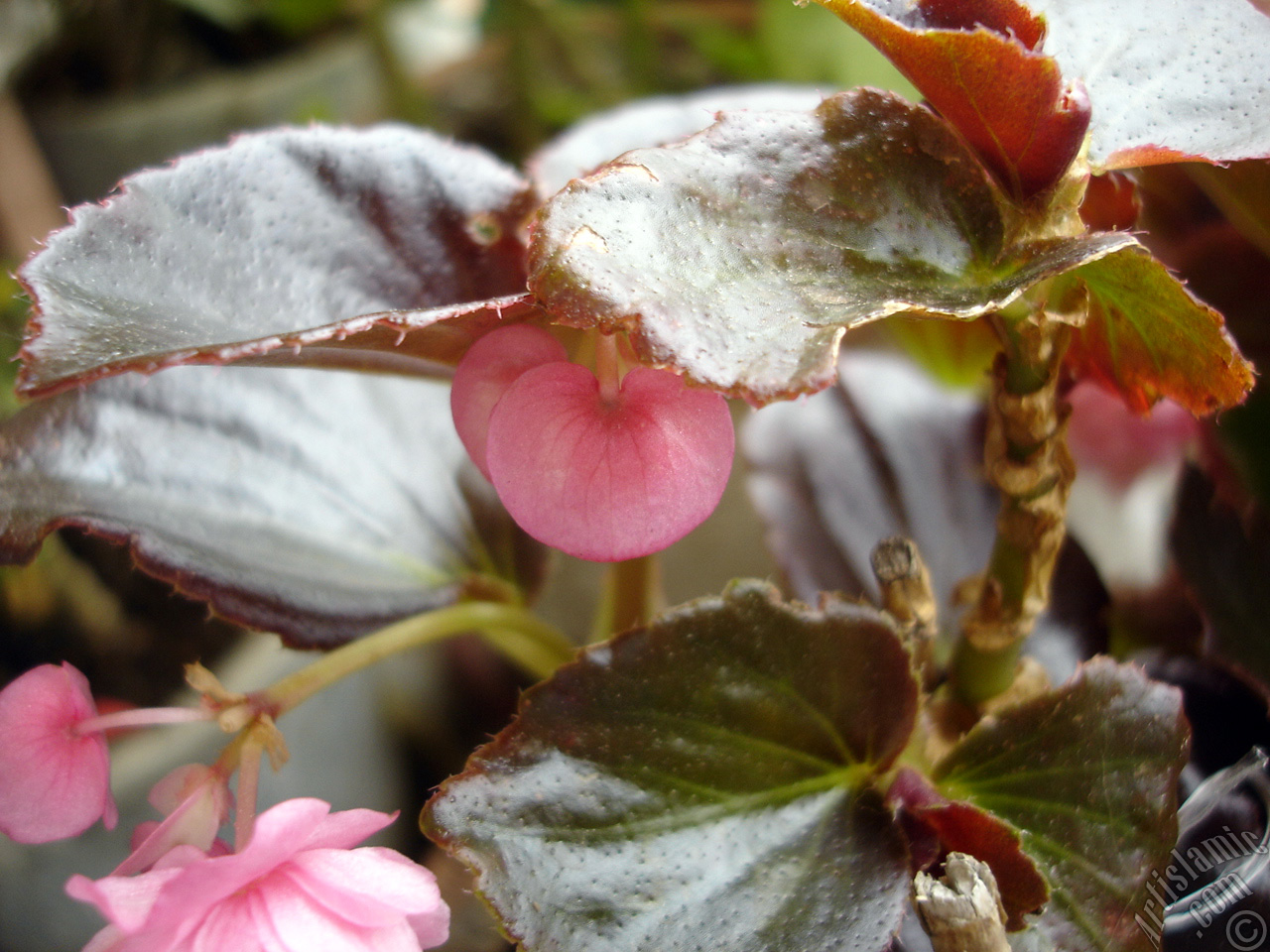 Wax Begonia -Bedding Begonia- with pink flowers and brown leaves.
