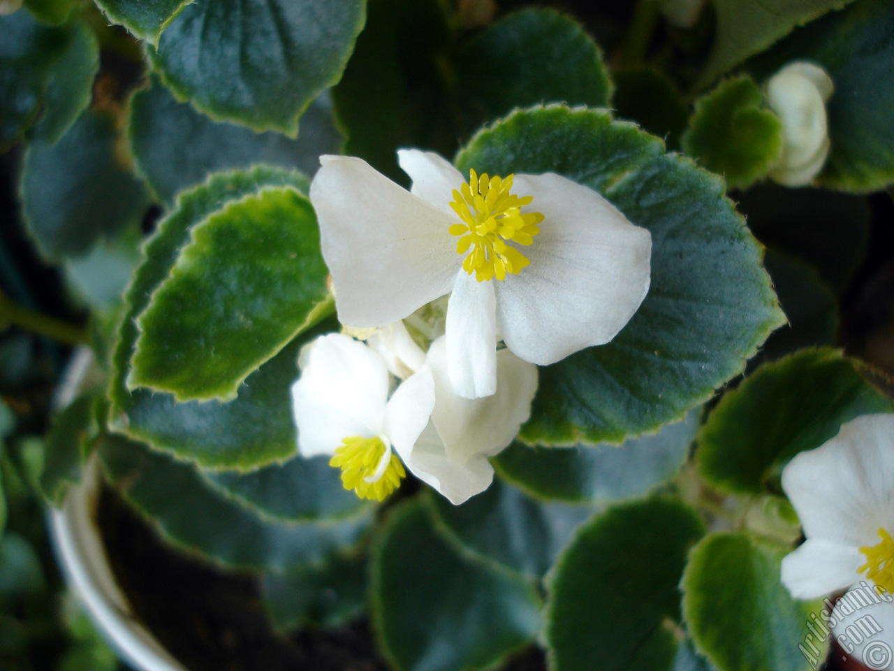 Wax Begonia -Bedding Begonia- with white flowers and green leaves.
