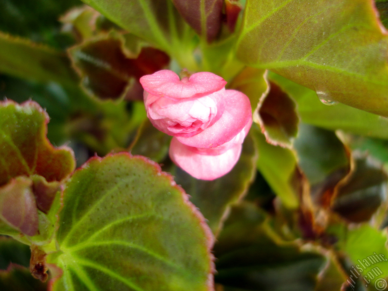 Wax Begonia -Bedding Begonia- with pink flowers and brown leaves.
