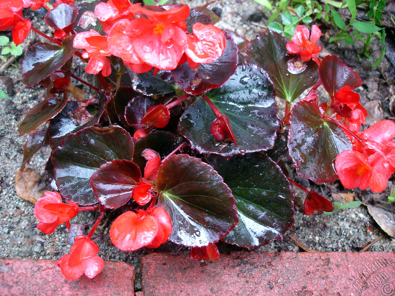 Wax Begonia -Bedding Begonia- with red flowers and brown leaves.
