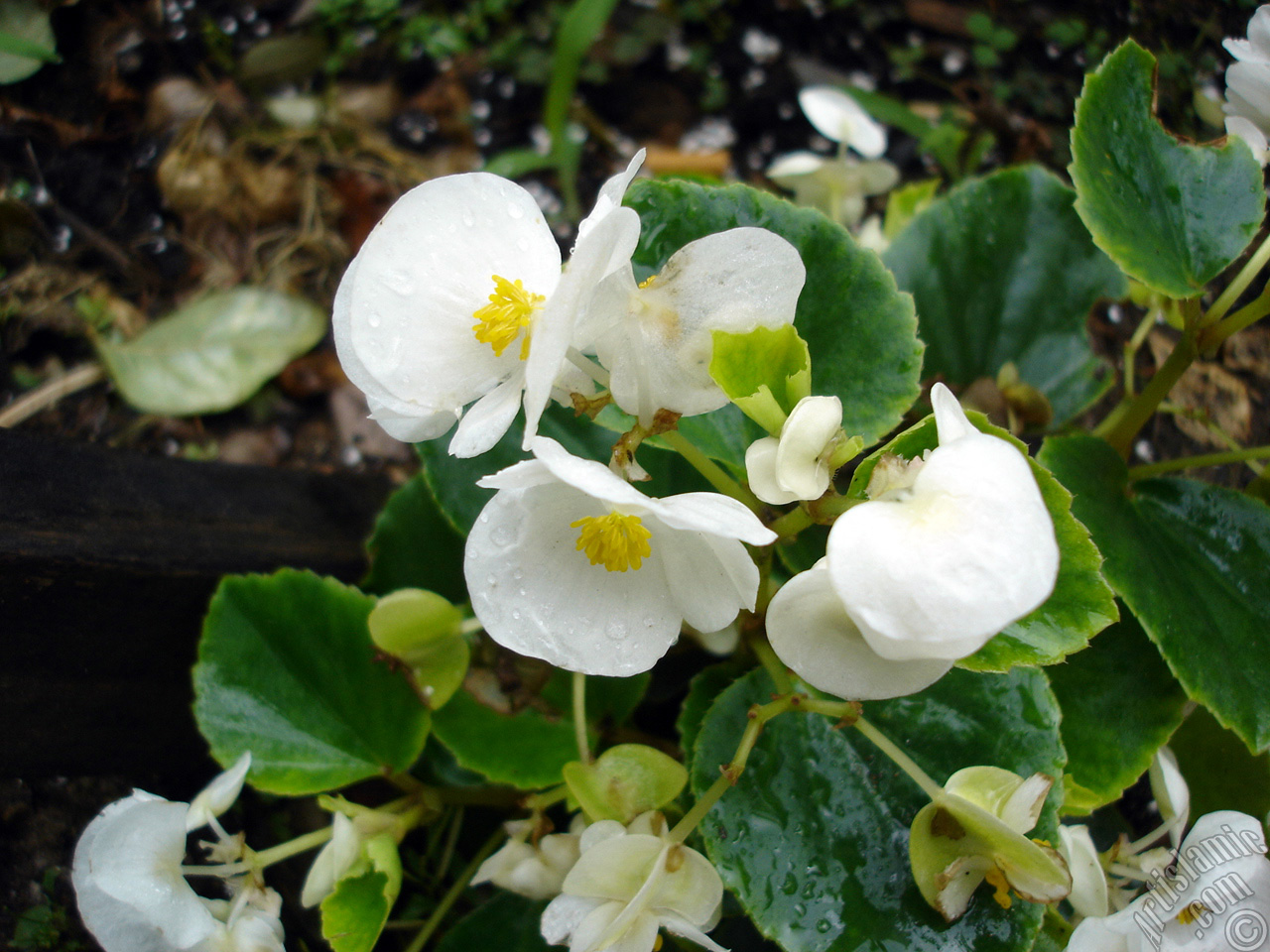 Wax Begonia -Bedding Begonia- with white flowers and green leaves.
