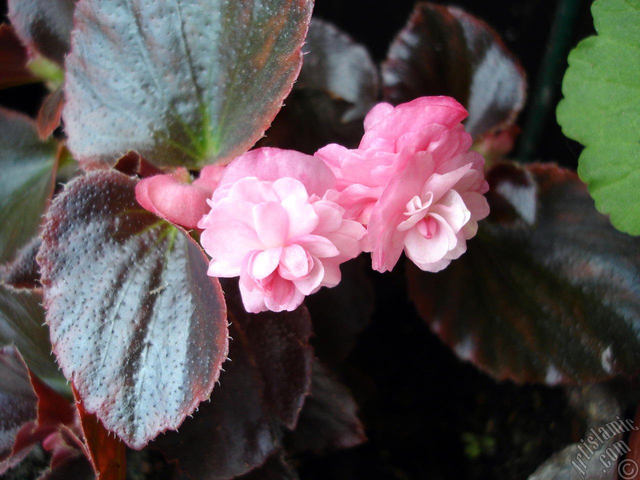 Wax Begonia -Bedding Begonia- with pink flowers and brown leaves.
