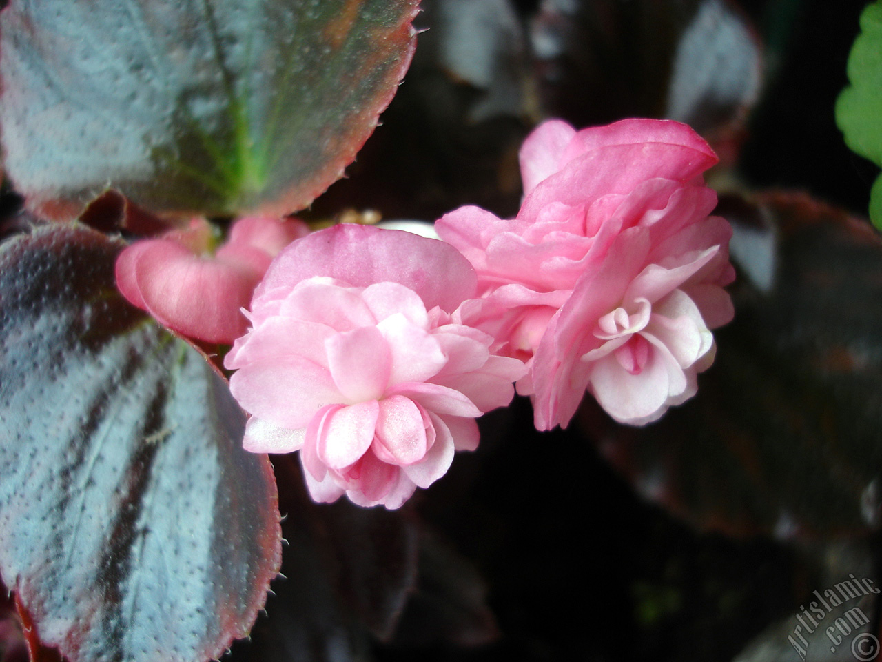 Wax Begonia -Bedding Begonia- with pink flowers and brown leaves.
