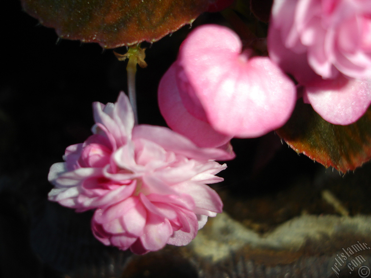 Wax Begonia -Bedding Begonia- with pink flowers and brown leaves.

