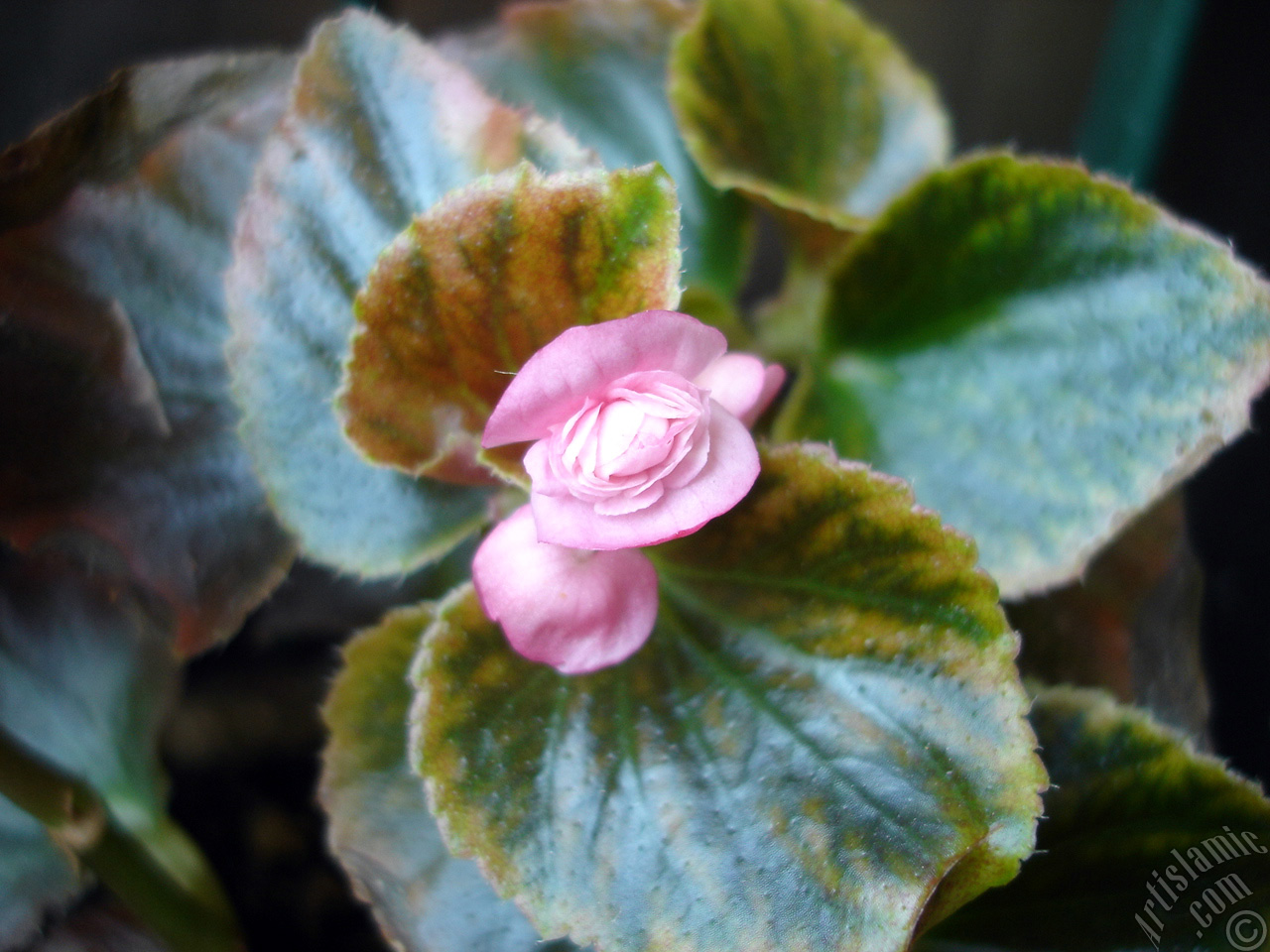 Wax Begonia -Bedding Begonia- with pink flowers and green leaves.
