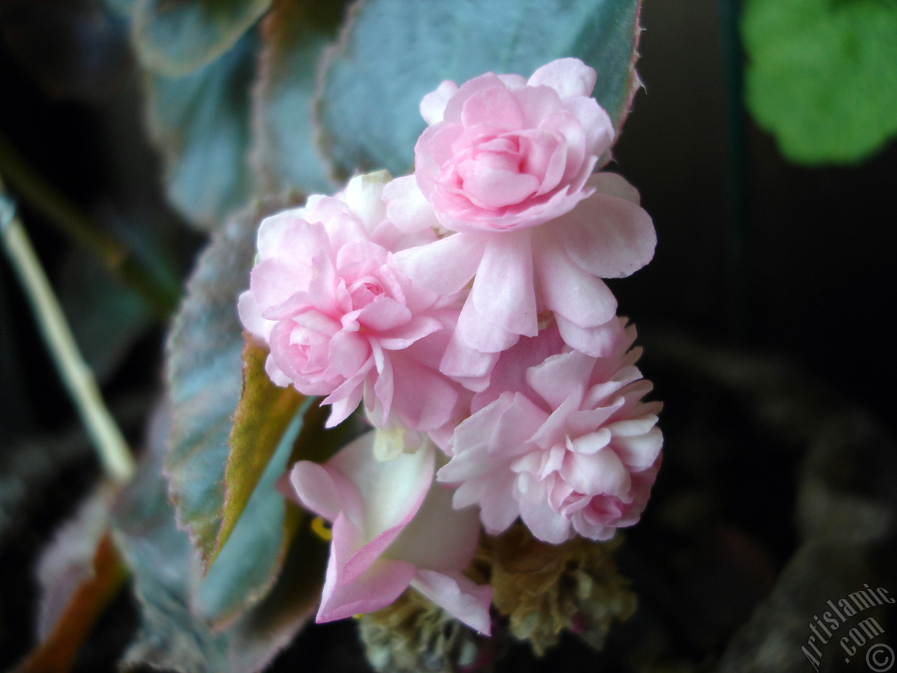 Wax Begonia -Bedding Begonia- with pink flowers and green leaves.

