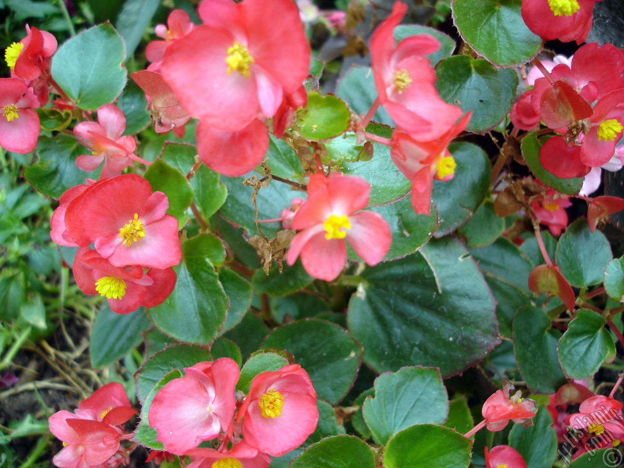 Wax Begonia -Bedding Begonia- with red flowers and green leaves.
