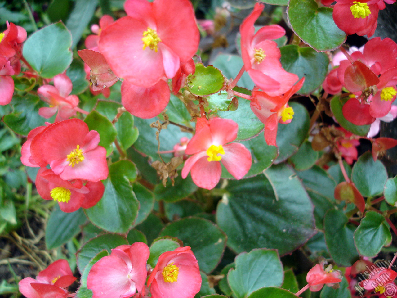 Wax Begonia -Bedding Begonia- with red flowers and green leaves.
