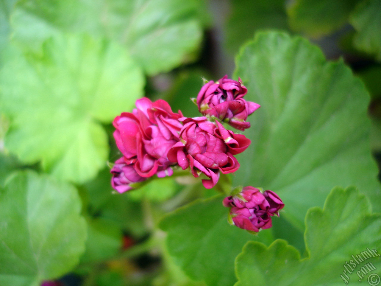 Red color Pelargonia -Geranium- flower.
