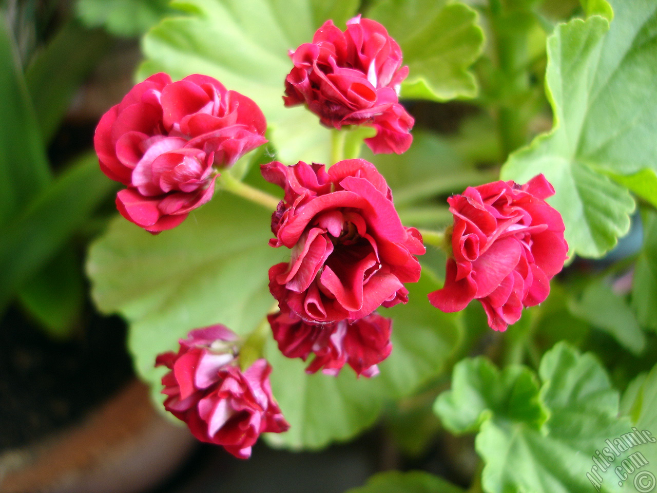 Red color Pelargonia -Geranium- flower.
