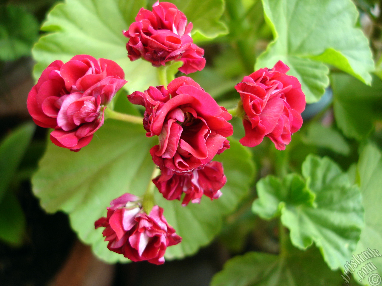 Red color Pelargonia -Geranium- flower.
