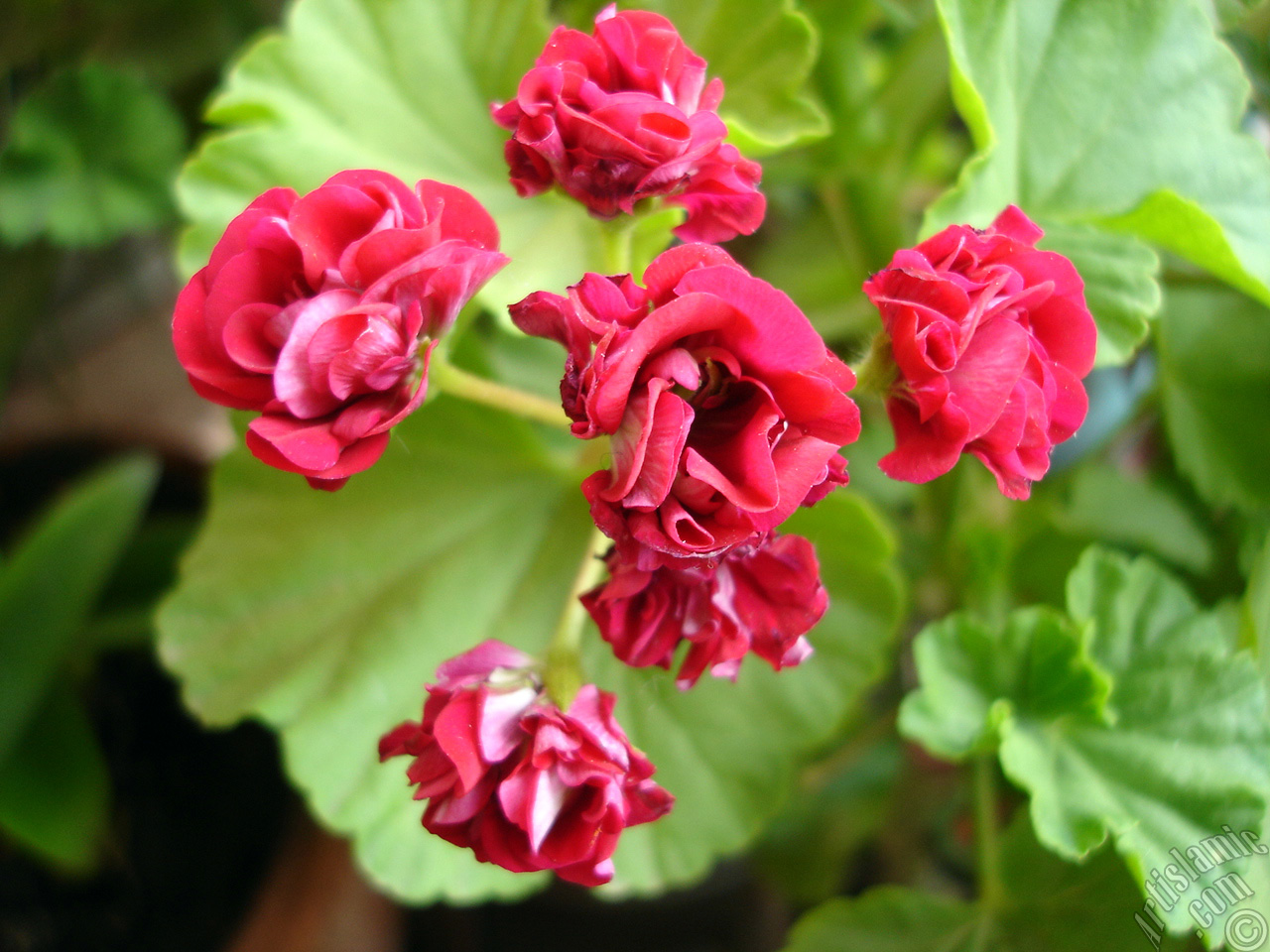 Red color Pelargonia -Geranium- flower.
