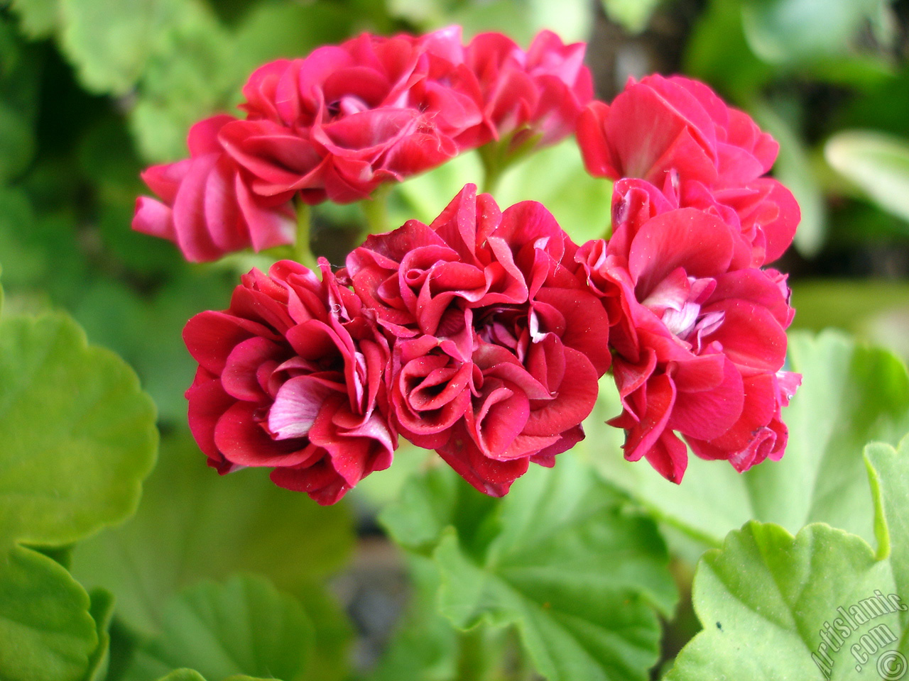 Red color Pelargonia -Geranium- flower.
