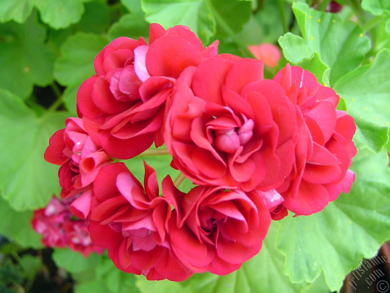 Red color Pelargonia -Geranium- flower.
