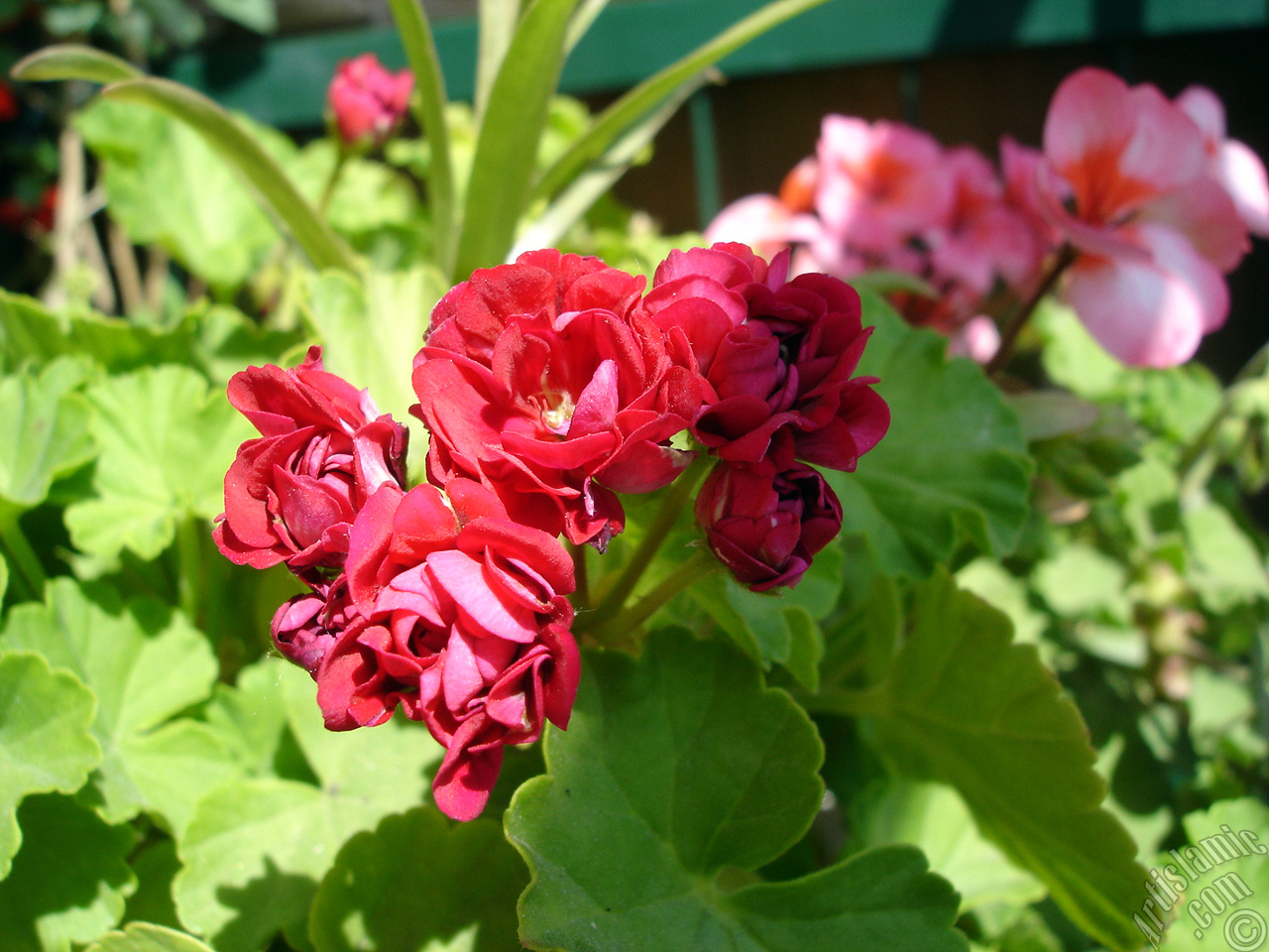 Red color Pelargonia -Geranium- flower.
