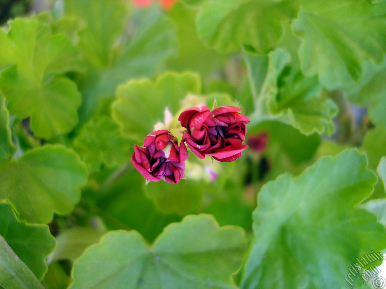 Red color Pelargonia -Geranium- flower.
