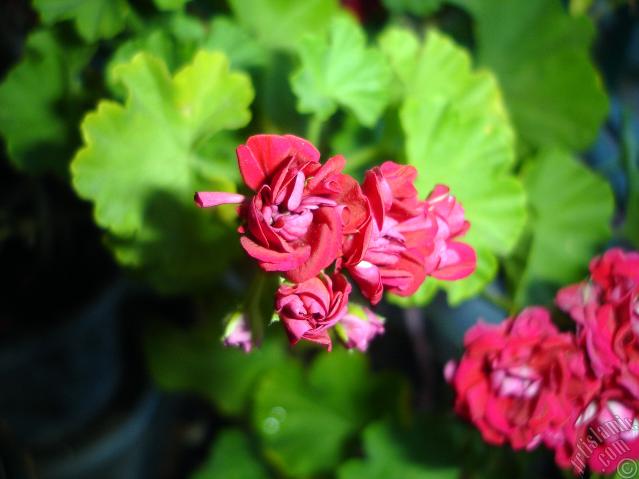 Red color Pelargonia -Geranium- flower.
