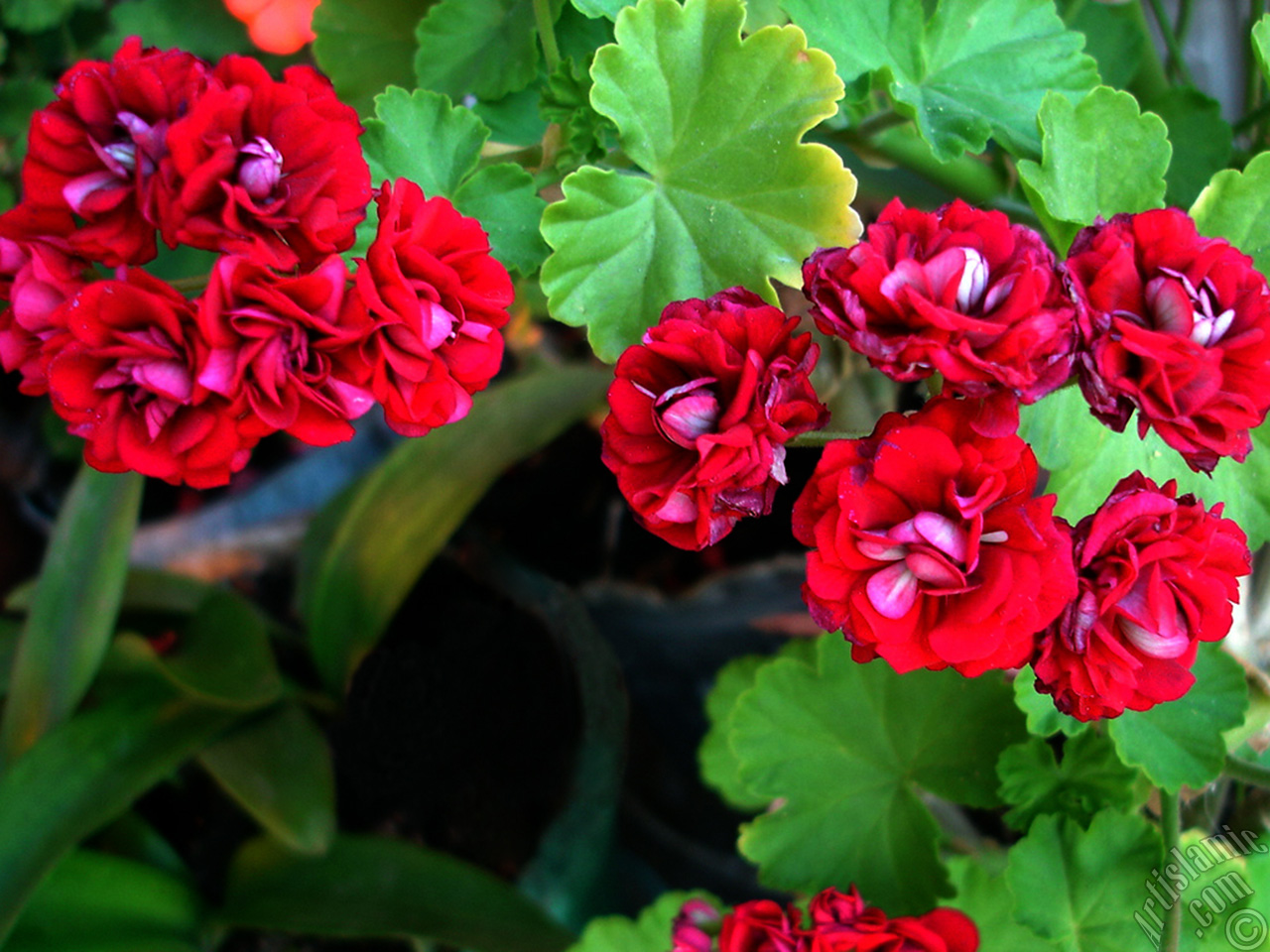 Red color Pelargonia -Geranium- flower.
