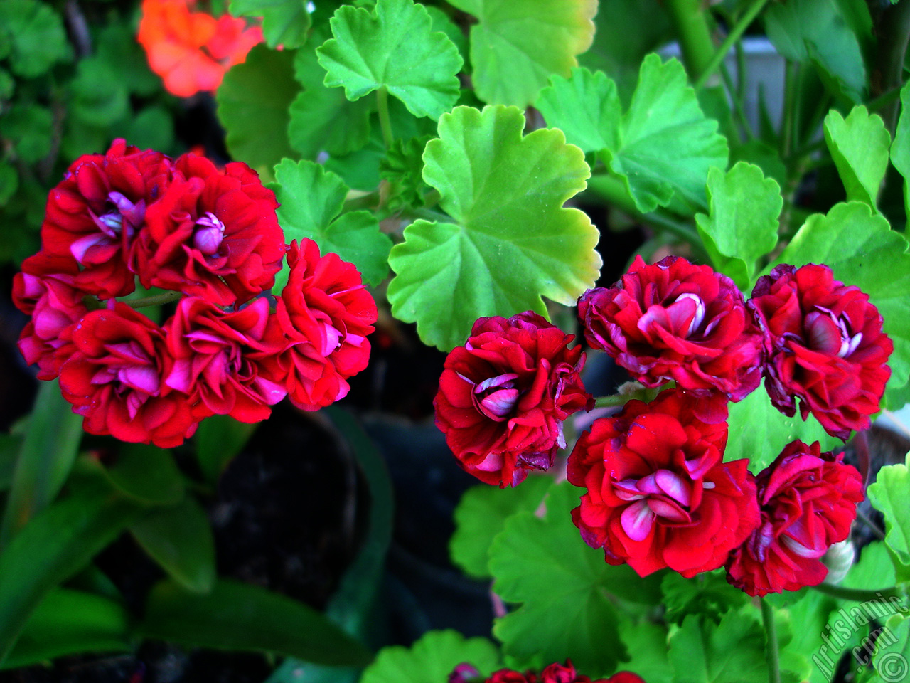 Red color Pelargonia -Geranium- flower.
