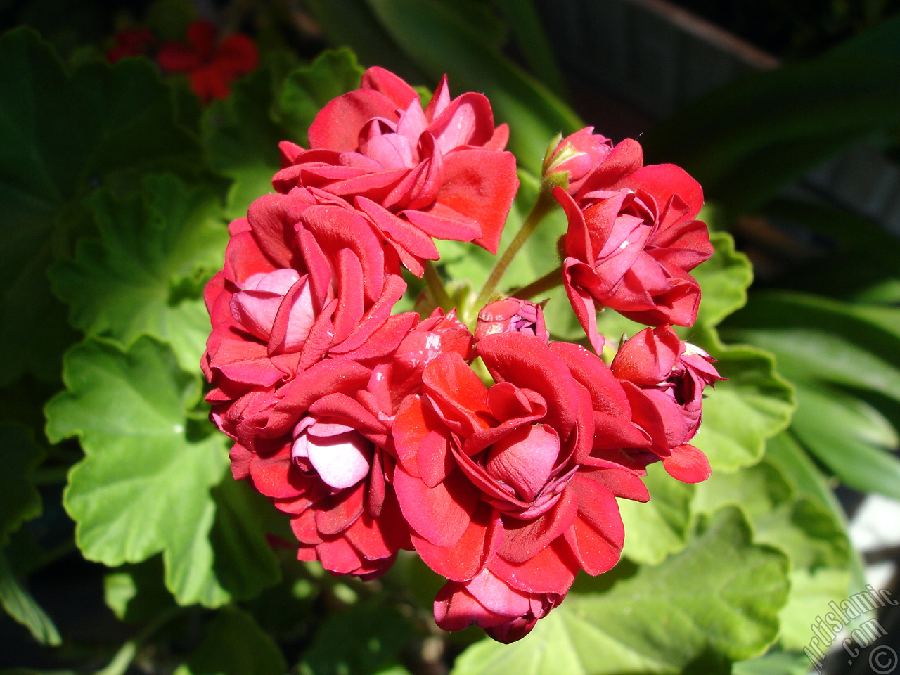 Red color Pelargonia -Geranium- flower.

