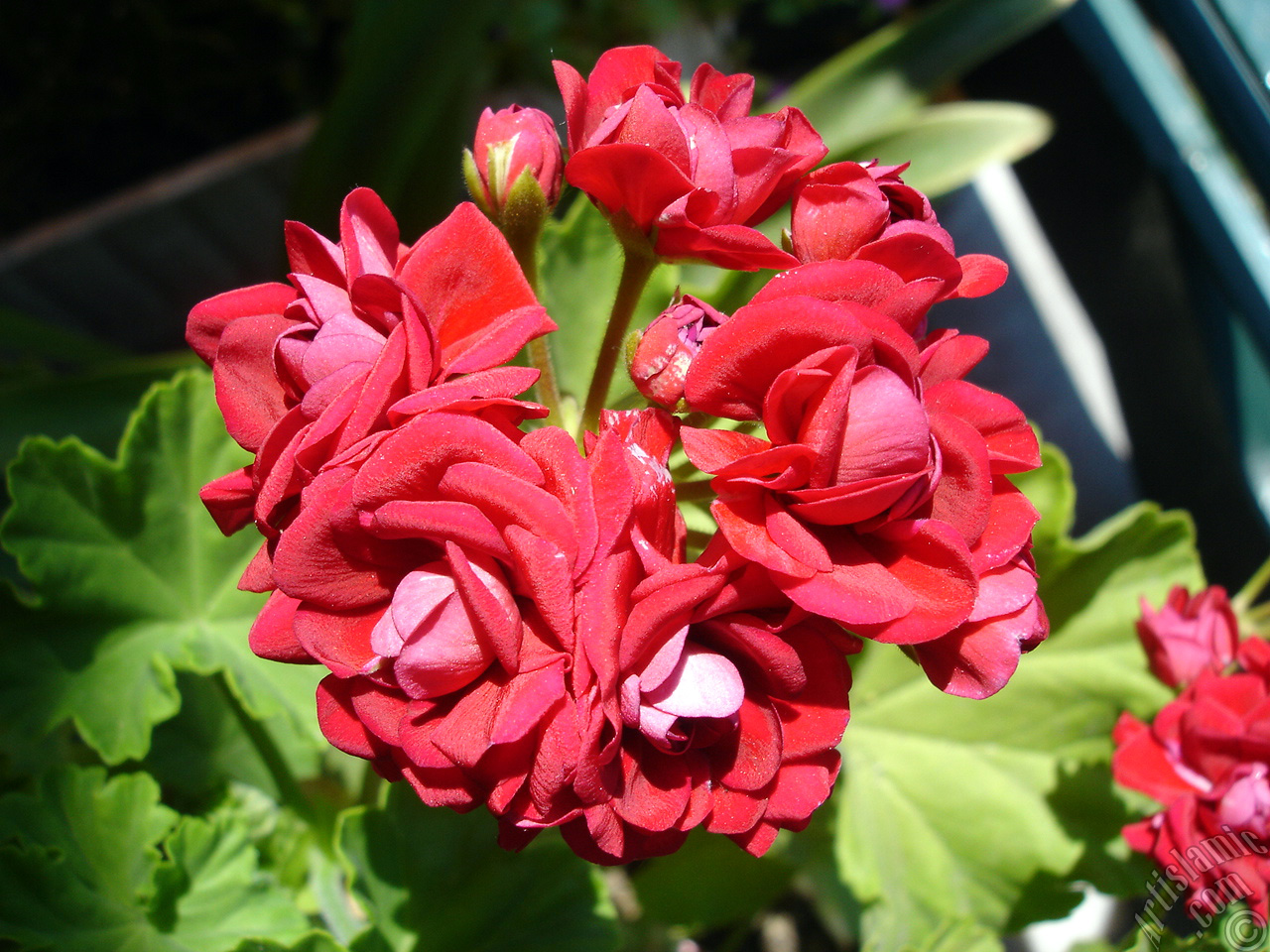 Red color Pelargonia -Geranium- flower.

