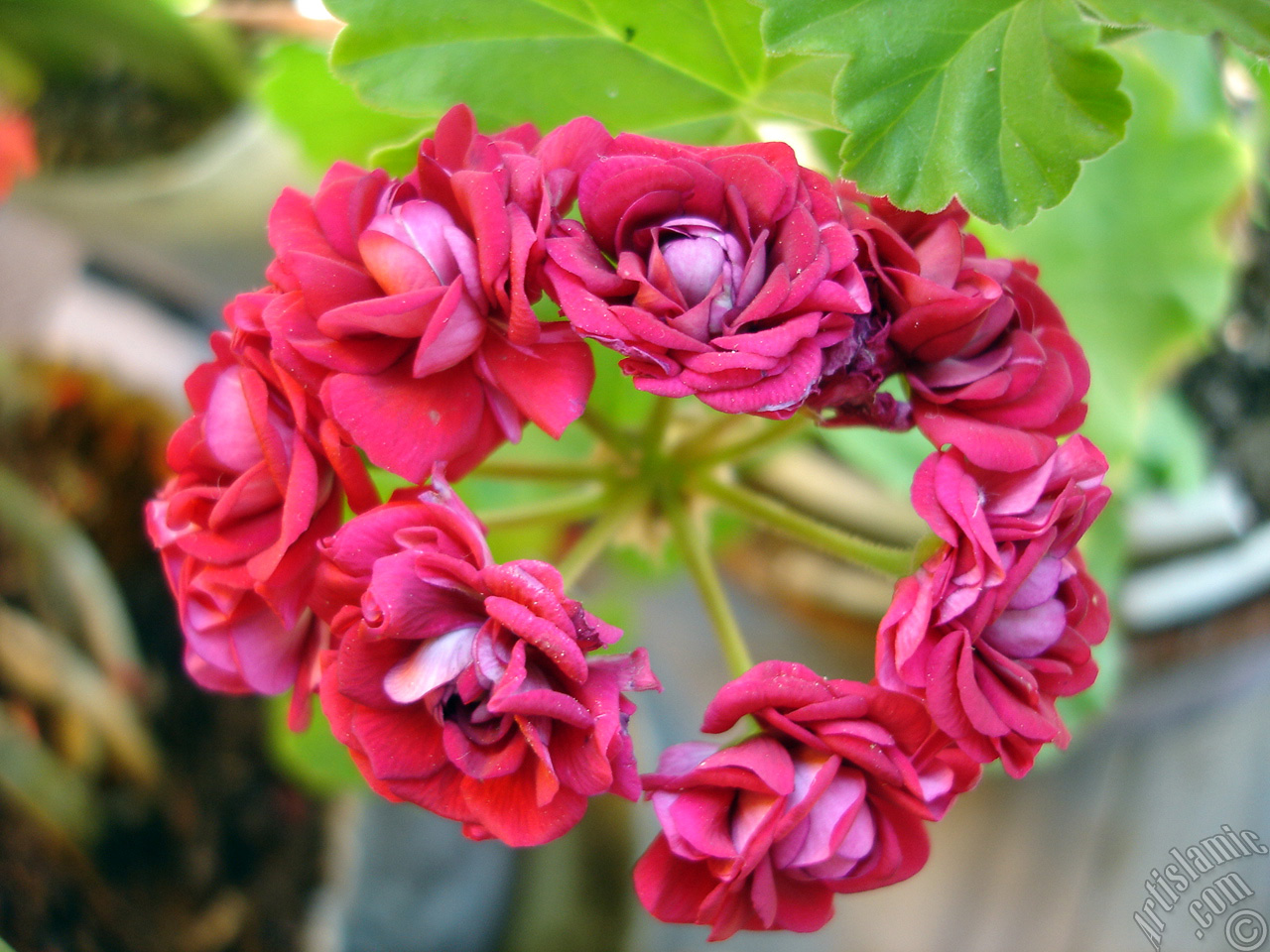 Red color Pelargonia -Geranium- flower.
