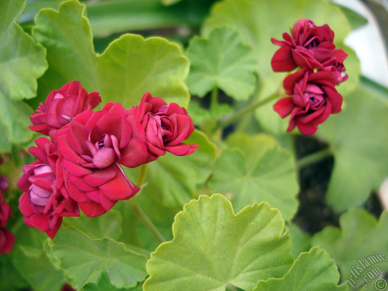 Red color Pelargonia -Geranium- flower.
