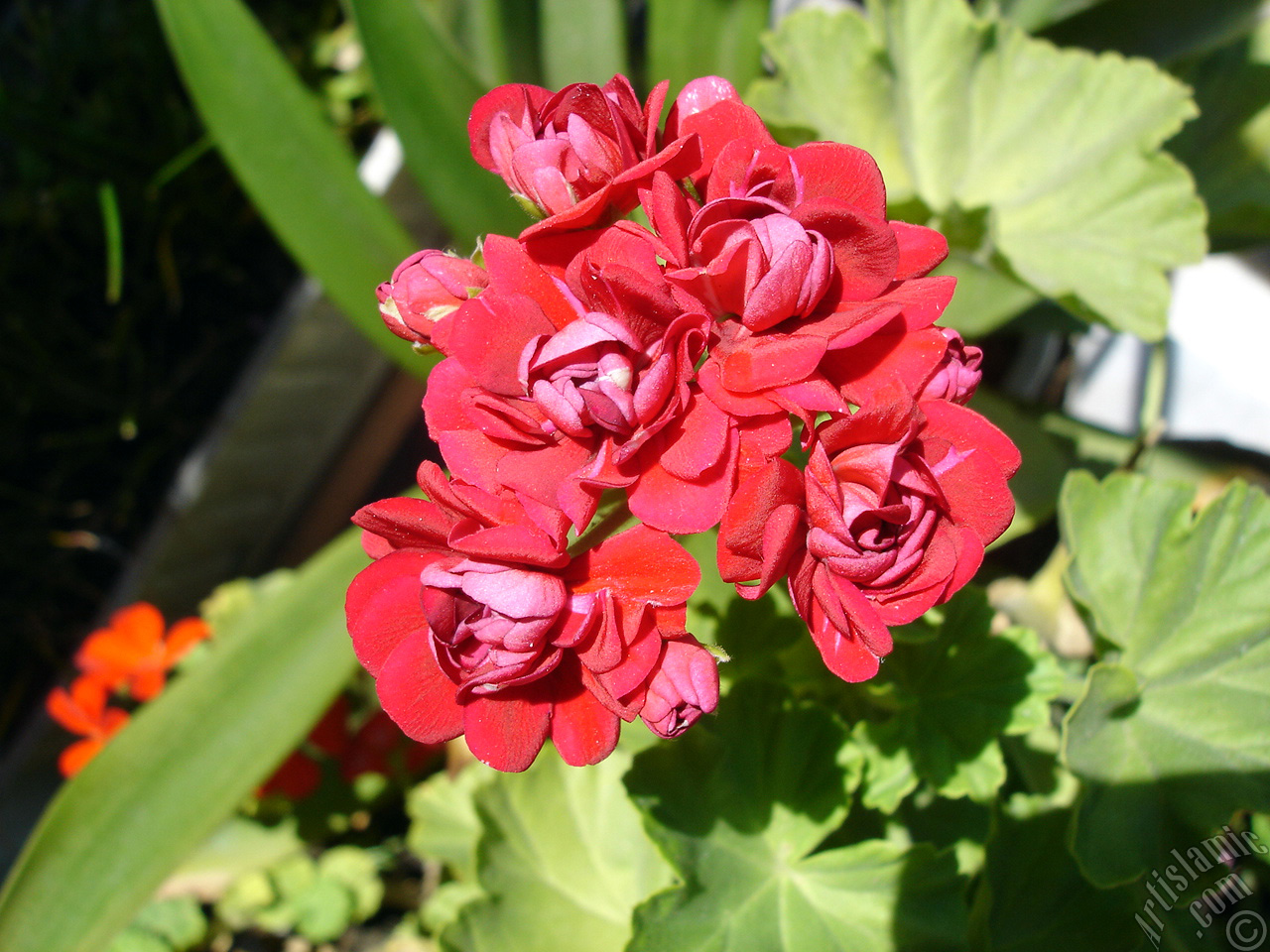 Red color Pelargonia -Geranium- flower.
