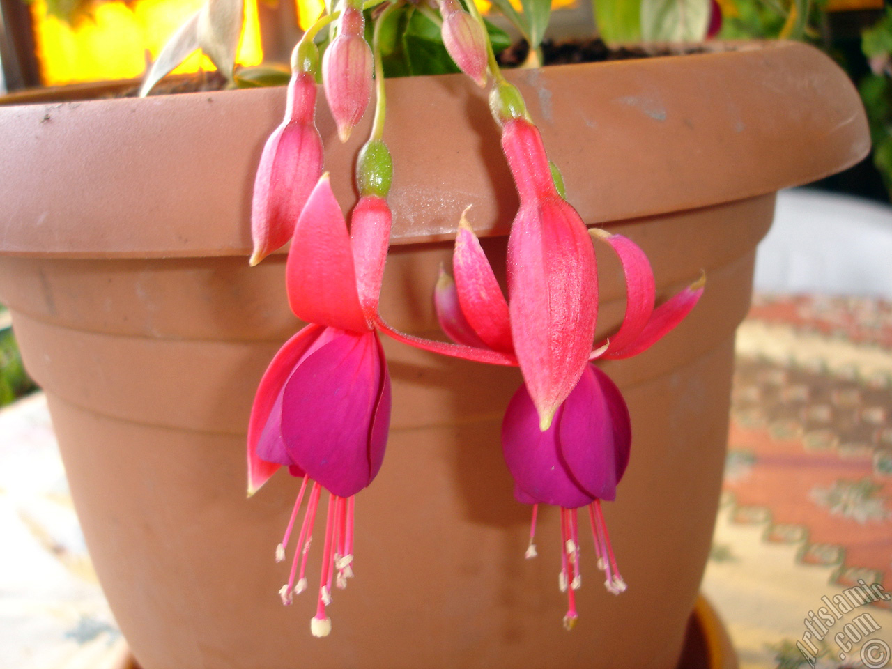 Red and purple color Fuchsia Hybrid flower.
