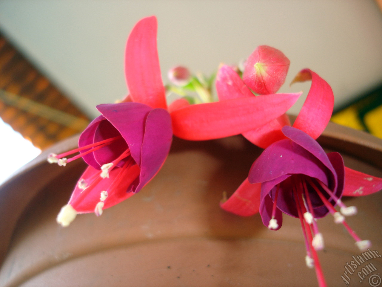 Red and purple color Fuchsia Hybrid flower.
