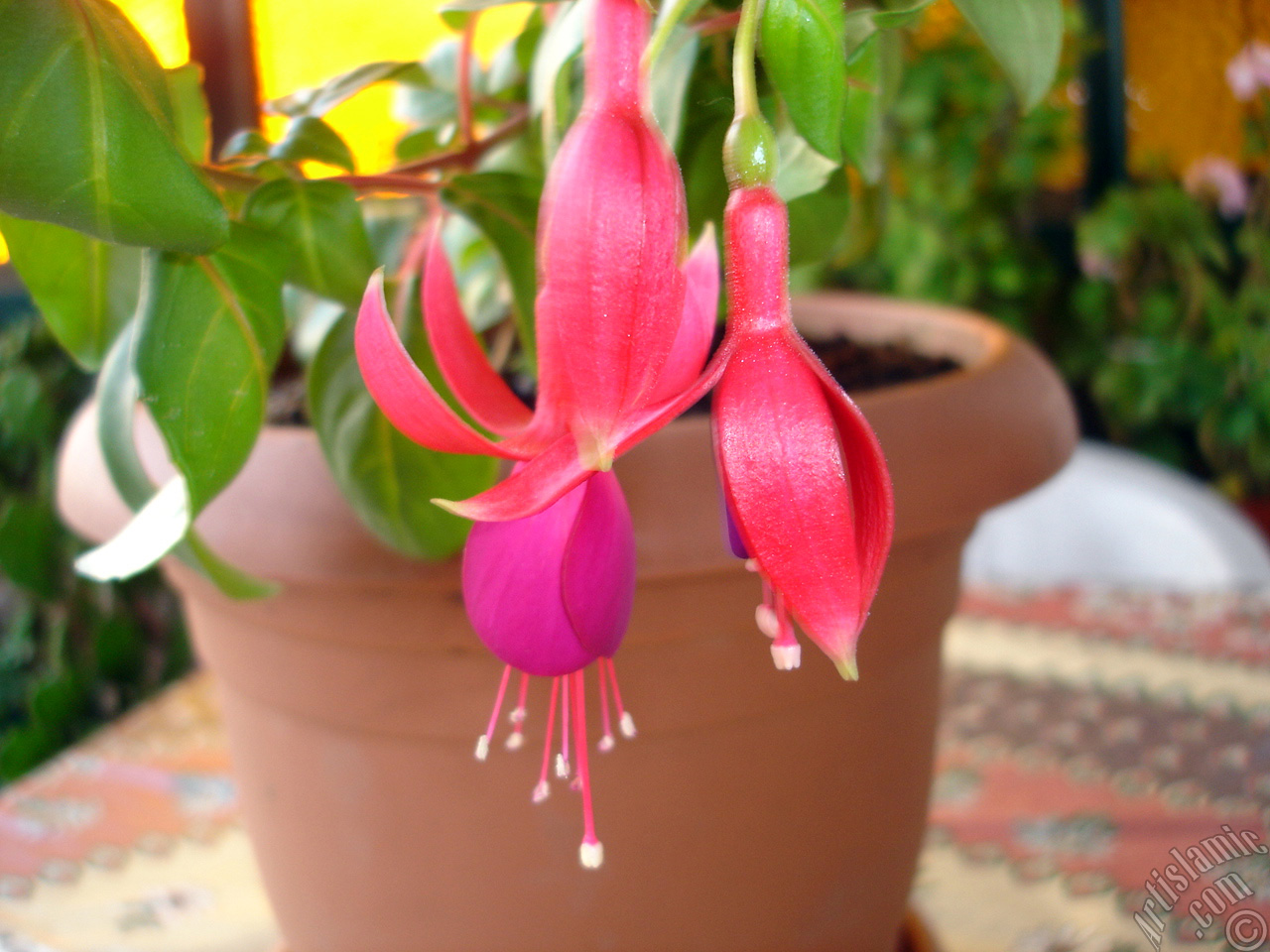 Red and purple color Fuchsia Hybrid flower.
