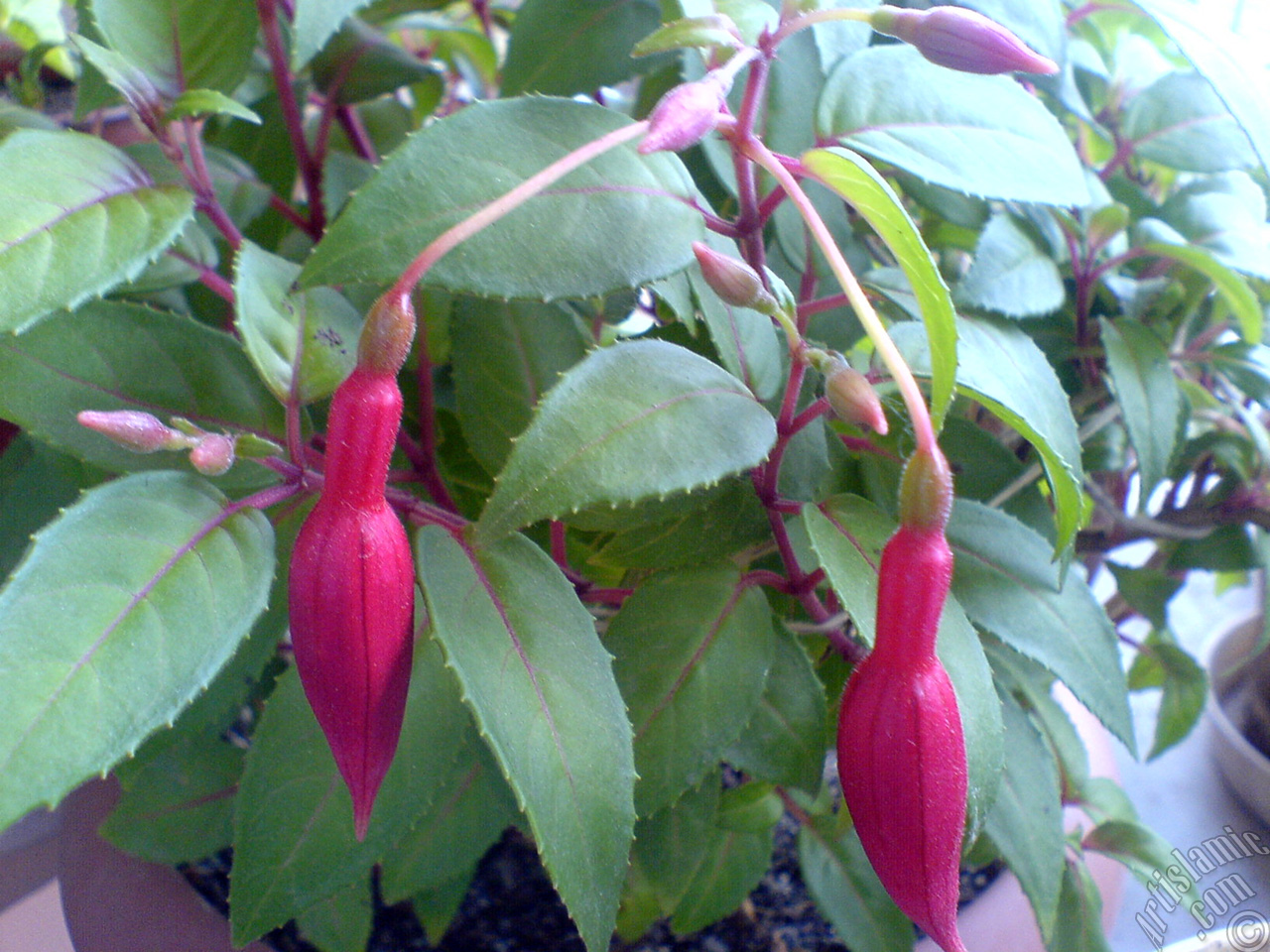 Red and purple color Fuchsia Hybrid flower.
