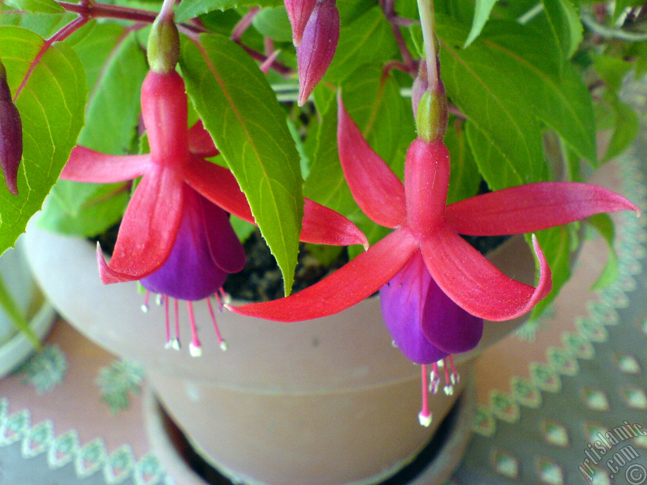 Red and purple color Fuchsia Hybrid flower.

