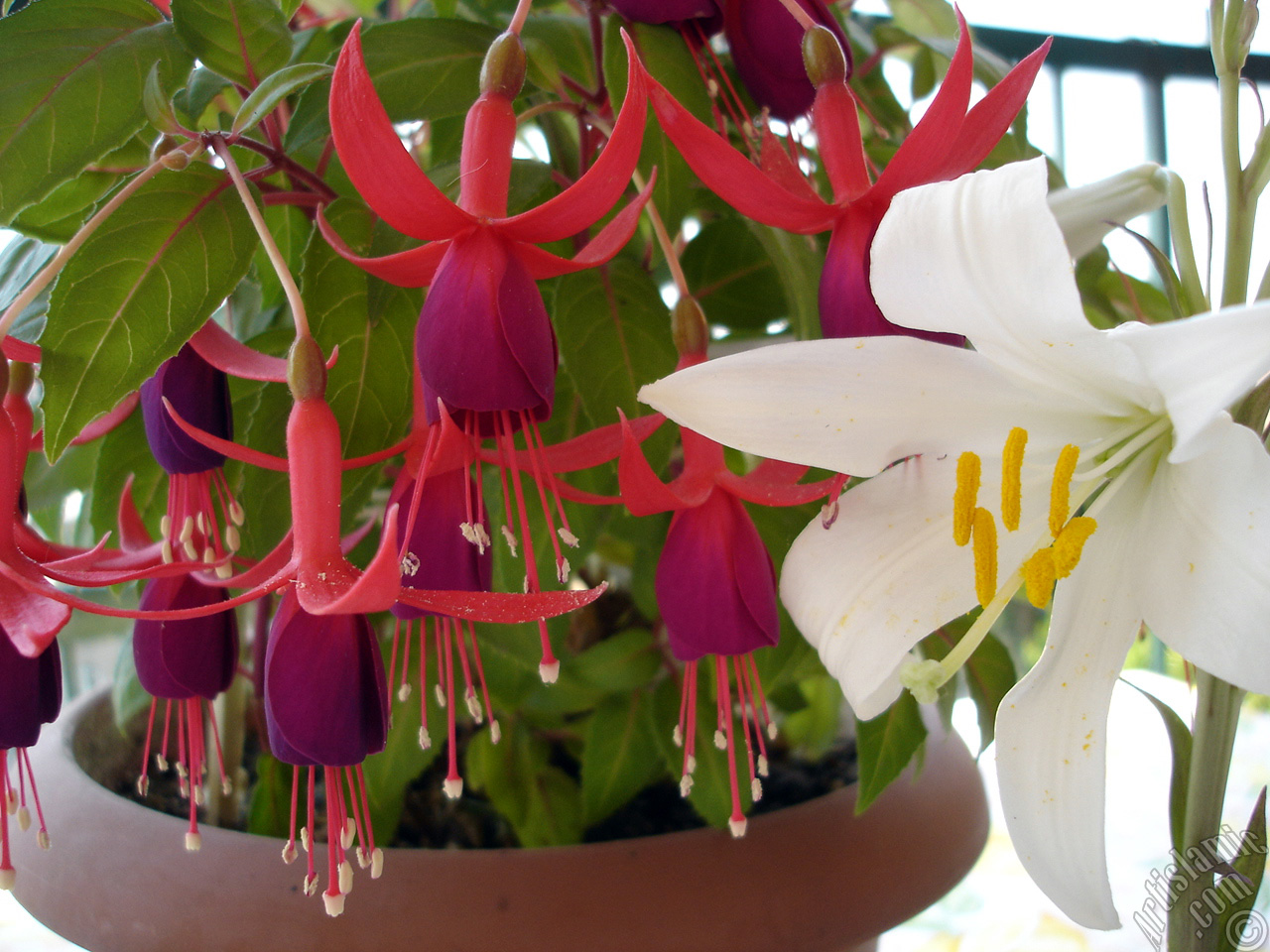 Red and purple color Fuchsia Hybrid flower.
