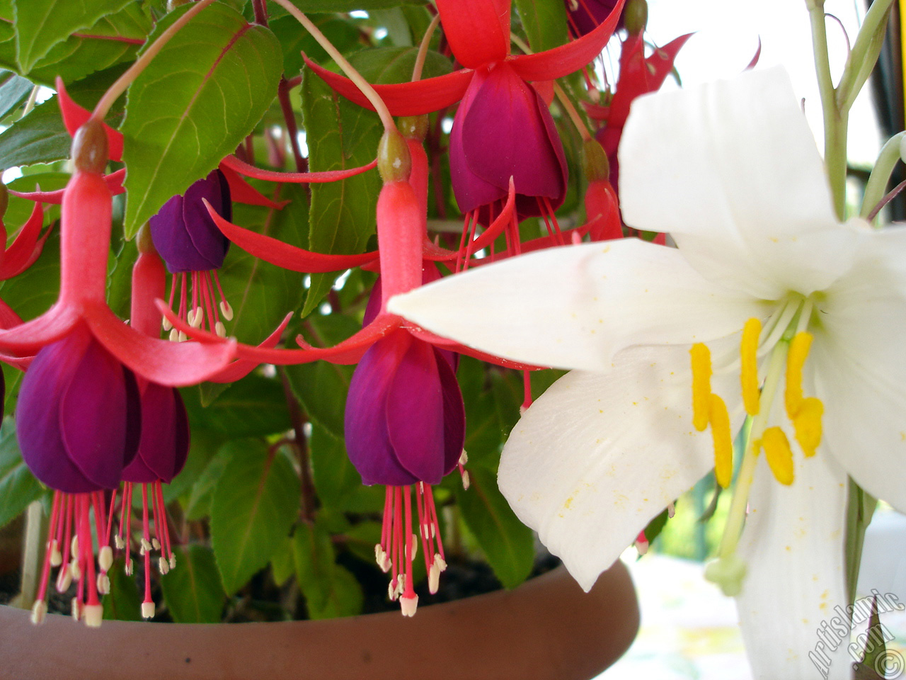 Red and purple color Fuchsia Hybrid flower.
