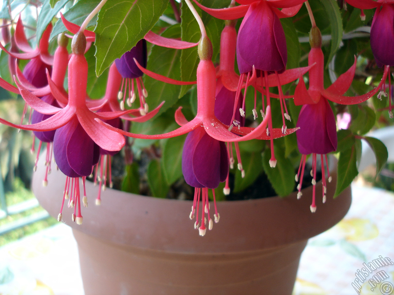 Red and purple color Fuchsia Hybrid flower.
