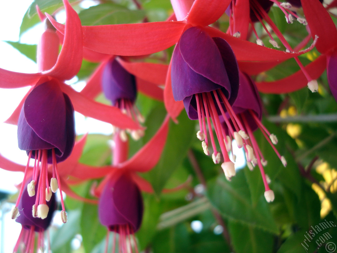 Red and purple color Fuchsia Hybrid flower.

