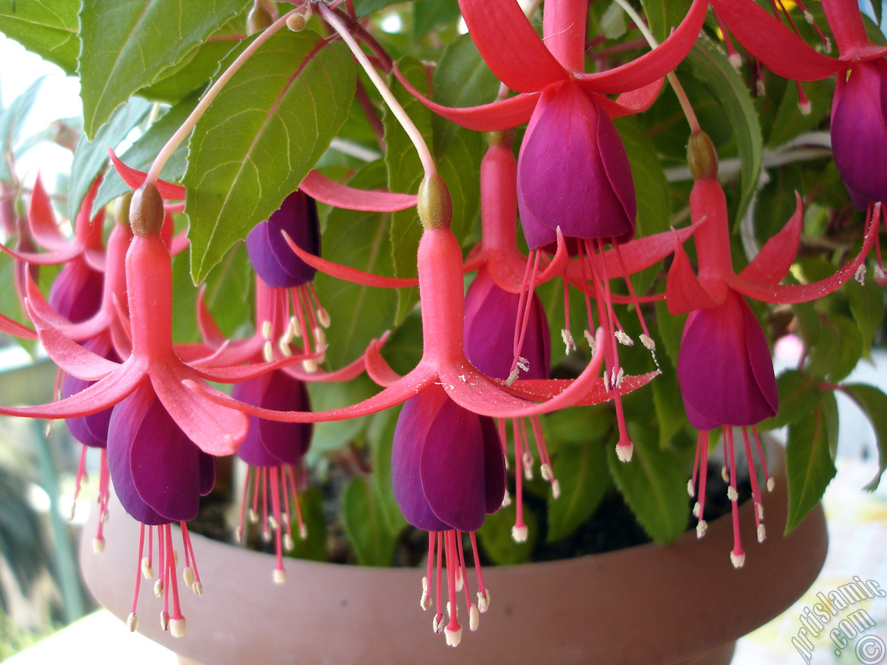 Red and purple color Fuchsia Hybrid flower.
