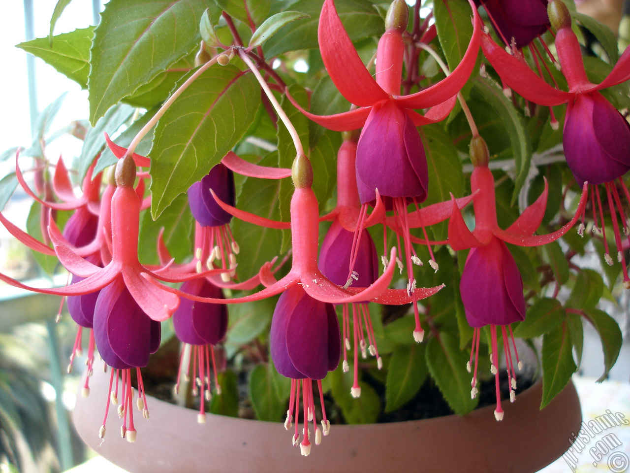 Red and purple color Fuchsia Hybrid flower.
