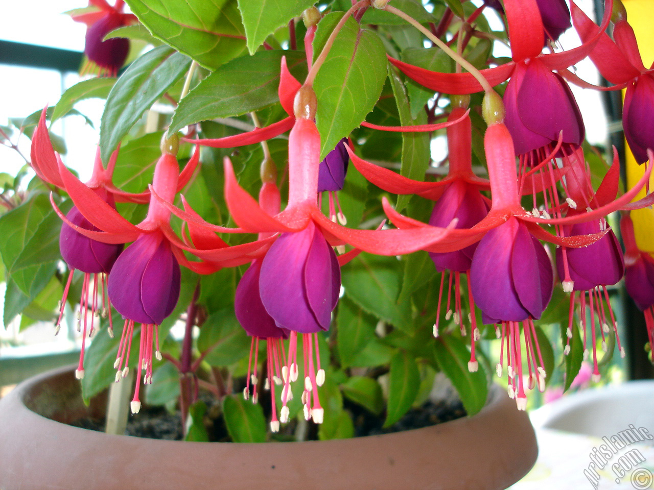 Red and purple color Fuchsia Hybrid flower.
