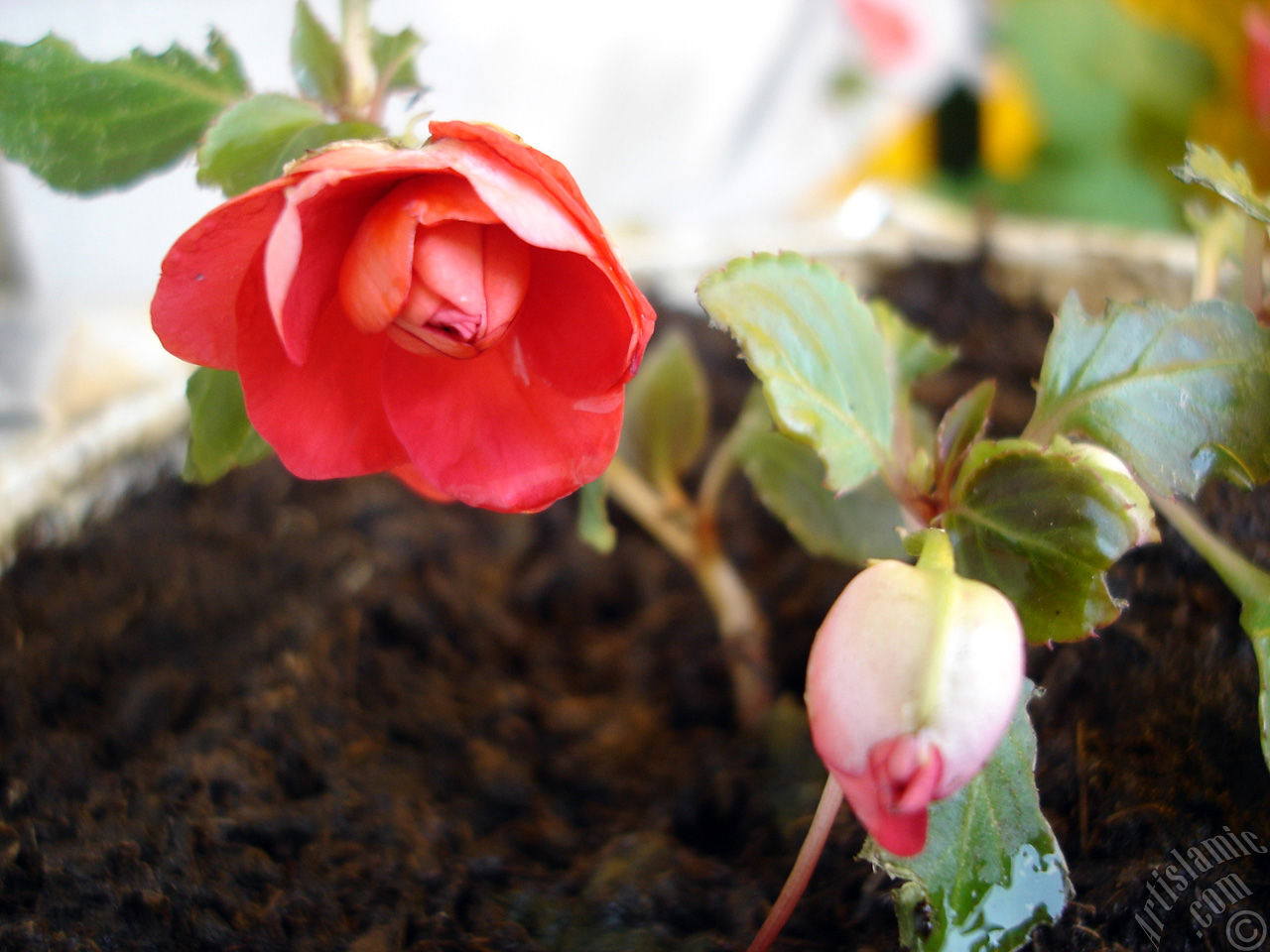 Red color Begonia Elatior flower.
