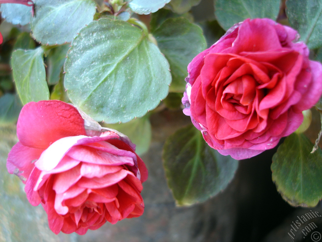 Red color Begonia Elatior flower.
