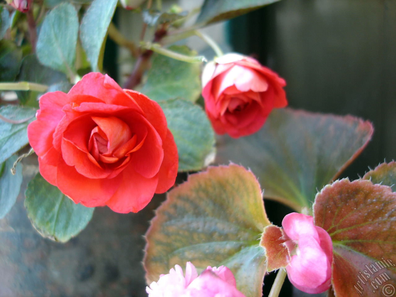 Red color Begonia Elatior flower.
