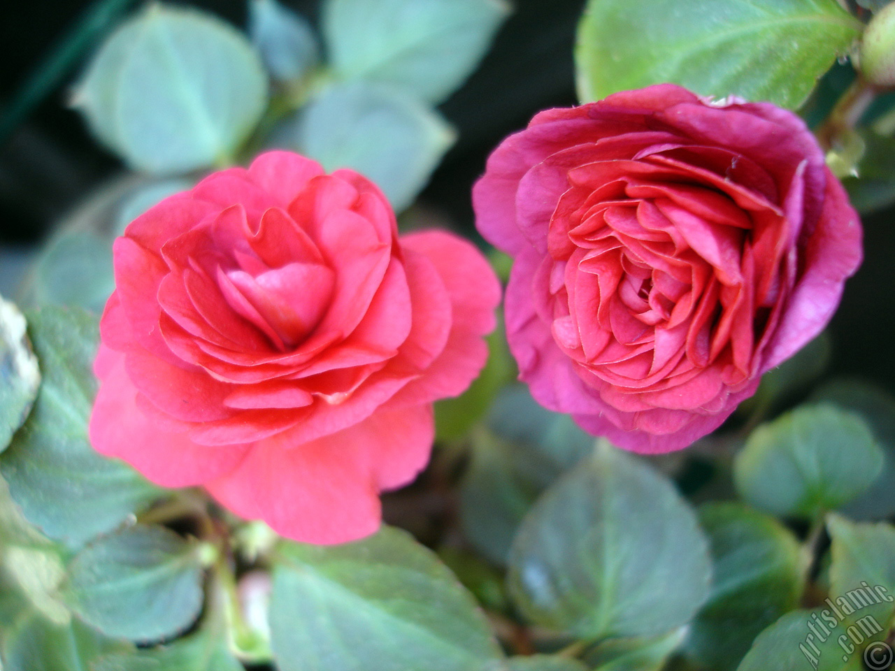 Red color Begonia Elatior flower.
