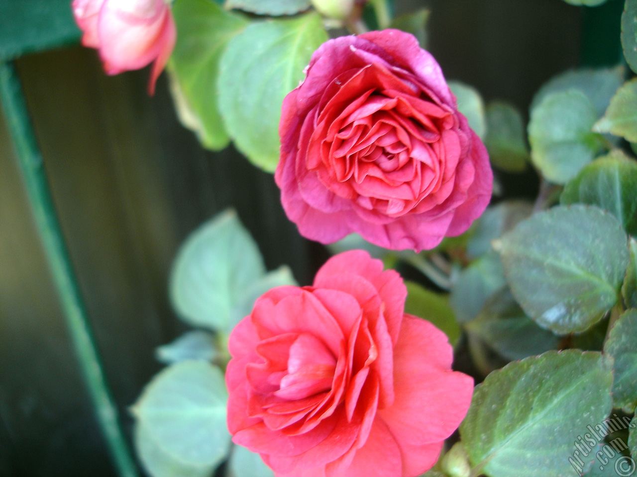 Red color Begonia Elatior flower.
