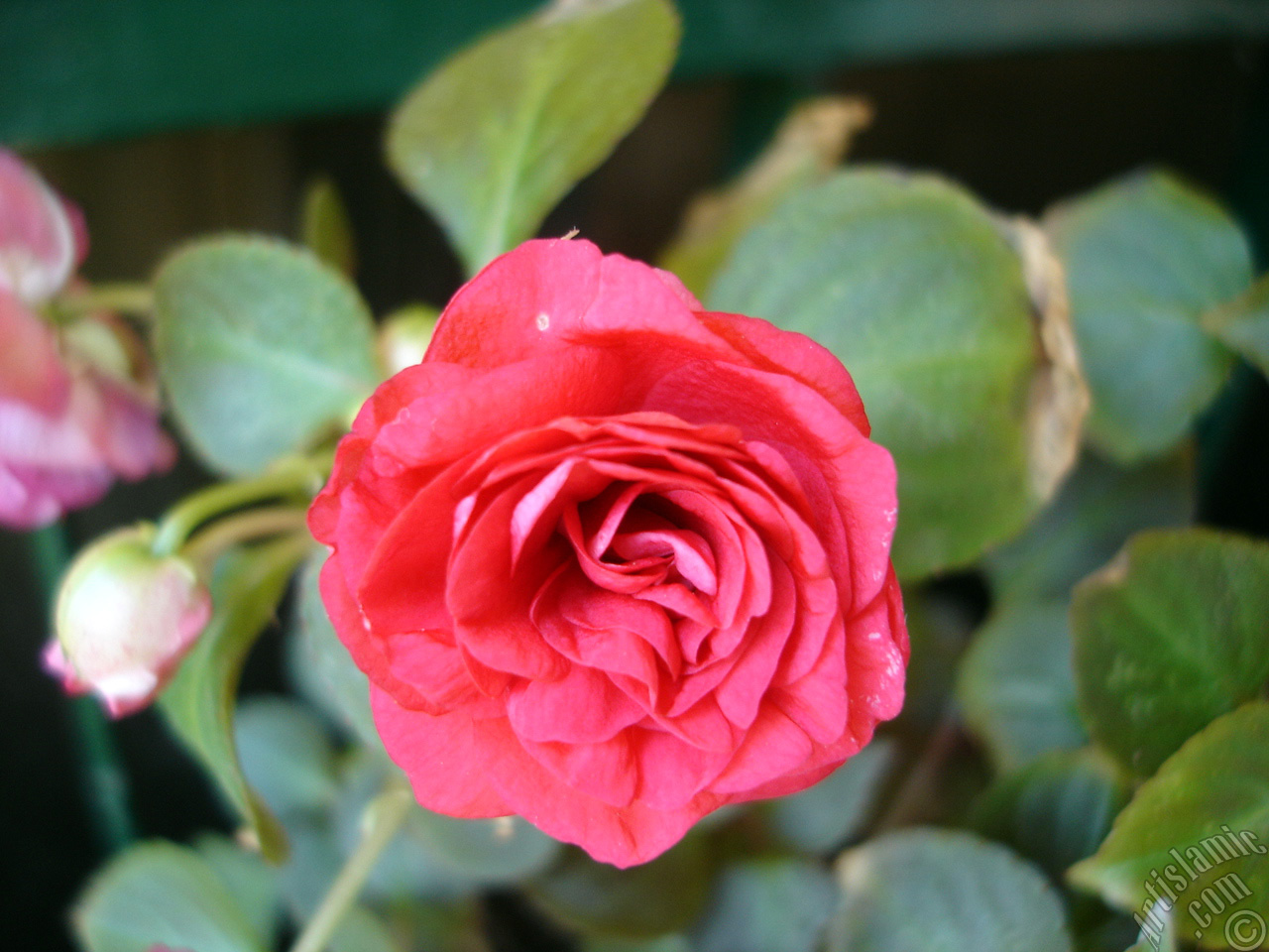 Red color Begonia Elatior flower.
