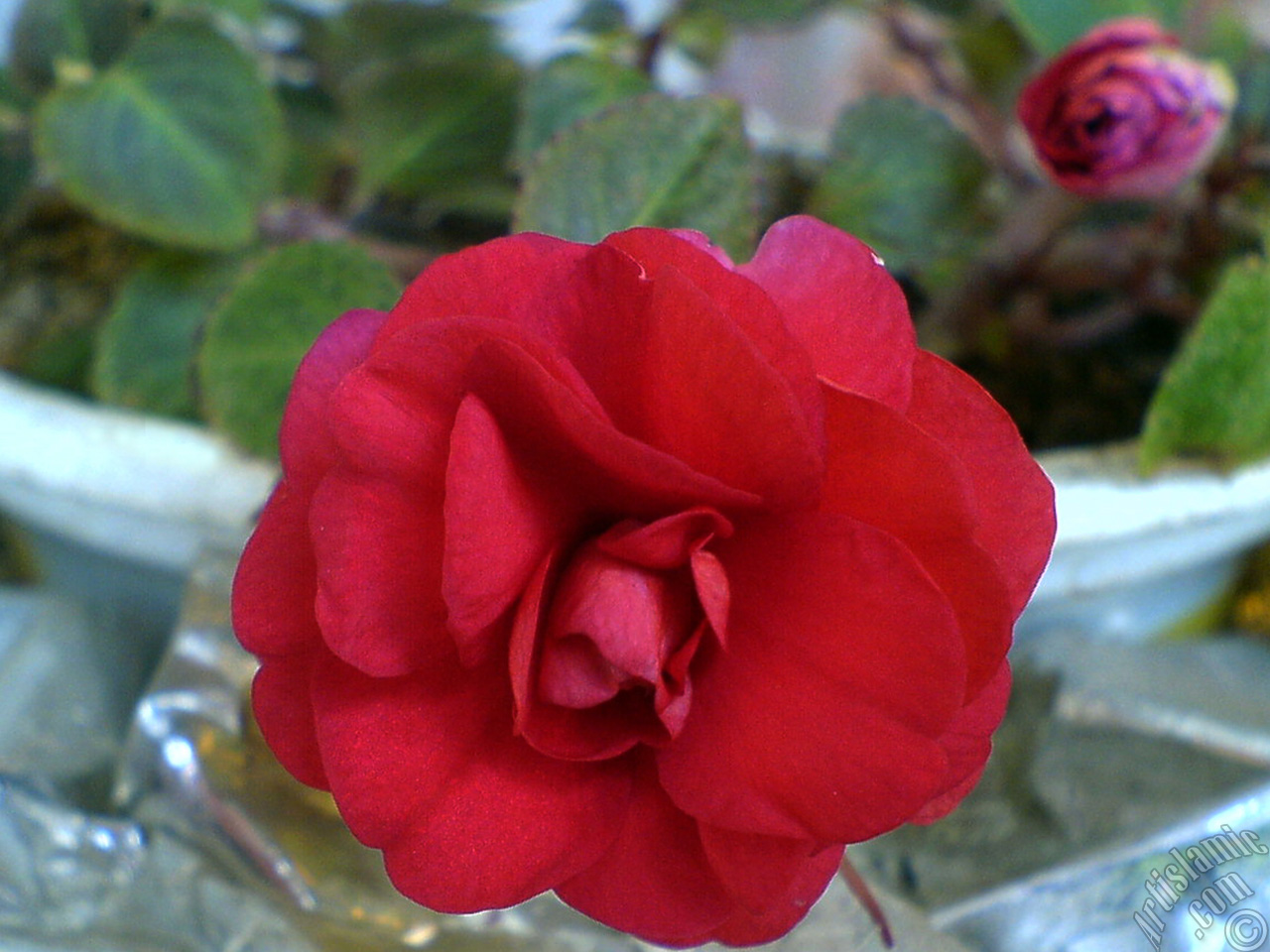 Red color Begonia Elatior flower.
