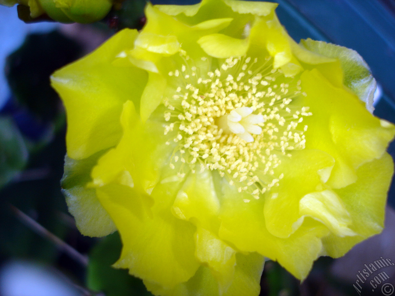 Prickly Pear with yellow flower.
