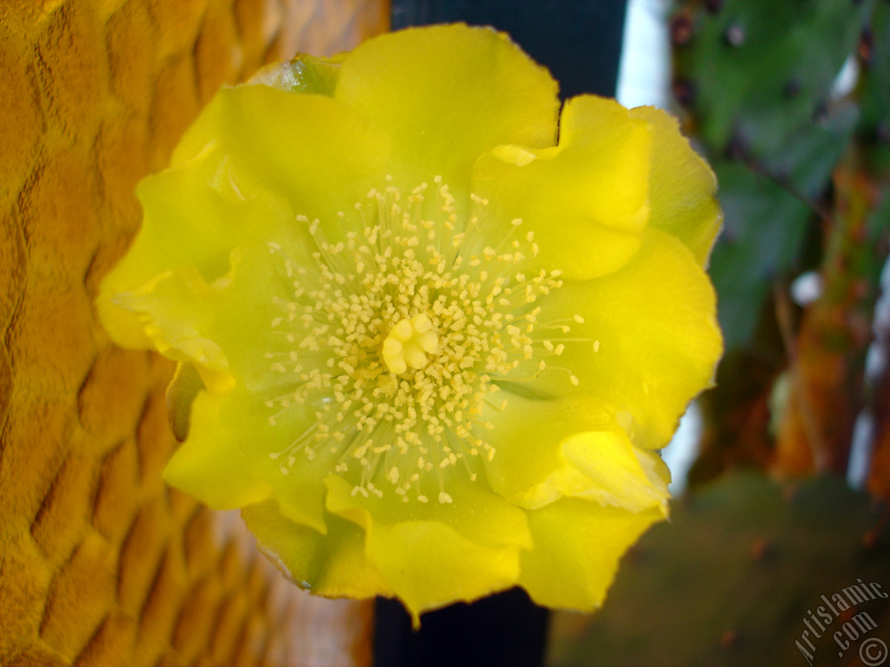 Prickly Pear with yellow flower.
